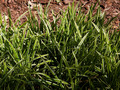 Carex morrowii Ice Dance IMG_4452 Turzyca Morrowa